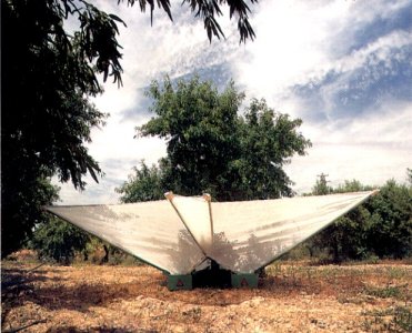 almendra2.jpg (37339 bytes)